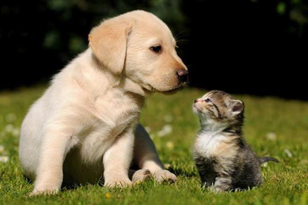 Puppy wallpaper \u00b7\u2460 Download free cool backgrounds for desktop, mobile 
