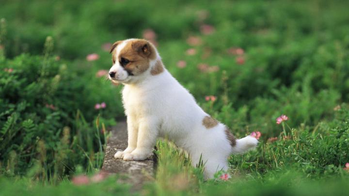 Cute Puppy wallpaper | 1920x1080 | #46025