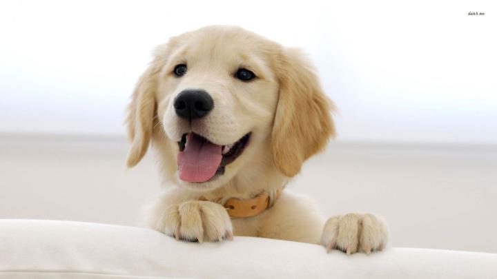 Puppy wallpaper \u00b7\u2460 Download free cool backgrounds for desktop, mobile 