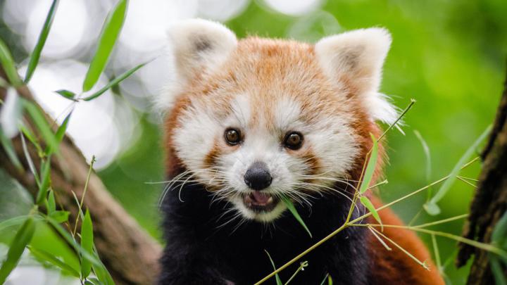 Red Panda Cute Wallpapers - Top Free Red Panda Cute Backgrounds 