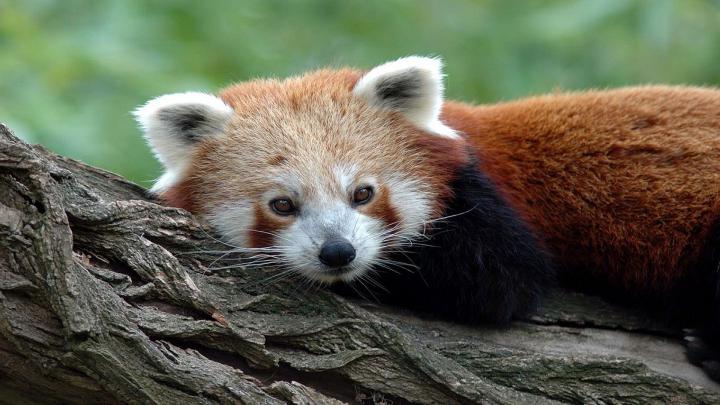 [64+] Red Panda Wallpapers 