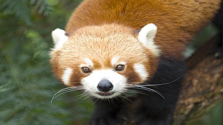 red panda - 1920x1080 - 481893