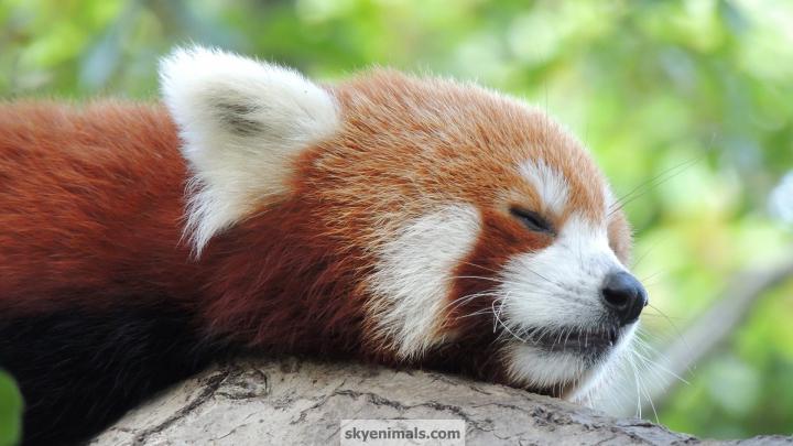 Cute Red Panda Wallpaper -