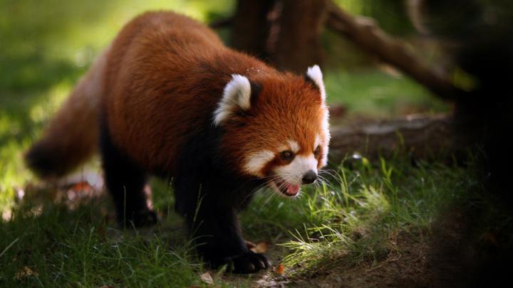 [37+] Red Panda Wallpaper HD 