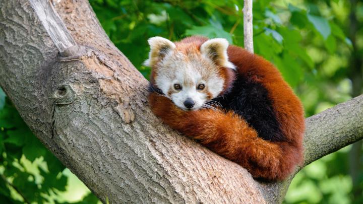 Red Panda Wallpaper 1920X1080 - Red Panda 1920x1080 Wallpapers 