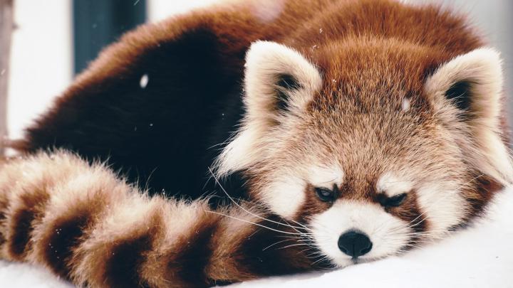 Red Panda Background (67+ pictures)