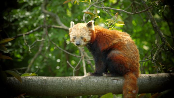Red Panda Wallpapers (79+ background pictures)