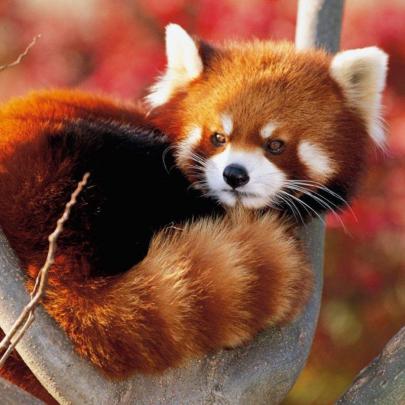 10 Top Red Panda Wallpaper 1920X1080 FULL HD 1920\u00d71080 For PC Background
