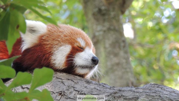 Free Red Panda Wallpaper Images