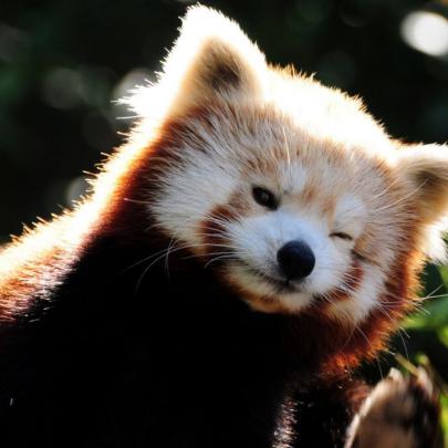 10 Top Red Panda Wallpaper 1920X1080 FULL HD 1920\u00d71080 For PC Background