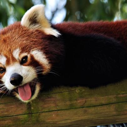 10 Top Red Panda Wallpaper 1920X1080 FULL HD 1920\u00d71080 For PC 