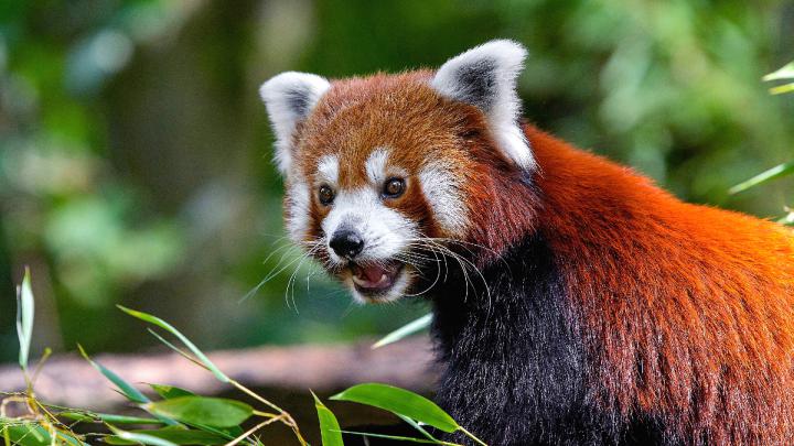 Red Panda HD Wallpaper | Background Image | 1920x1080 | 1005719 