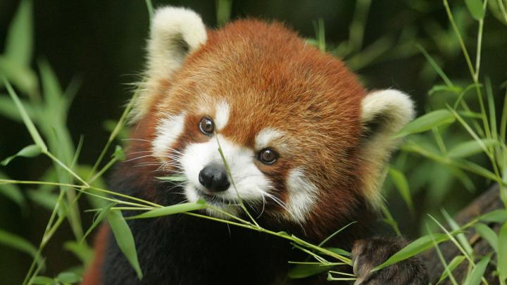 Red Panda wallpaper | 1920x1080 | #46602