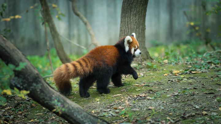 Red Panda HD Wallpaper | Background Image | 1920x1080 | 994874 