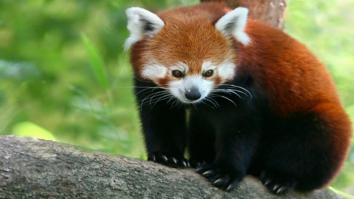 Red Panda HD Wallpaper | Background Image | 1920x1080
