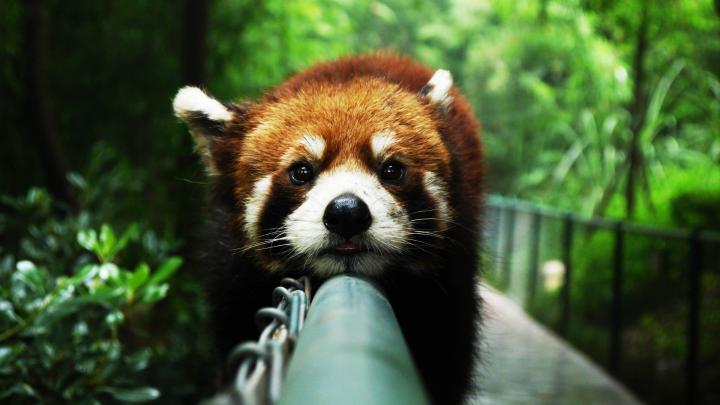 [62+] Red Panda Wallpaper 