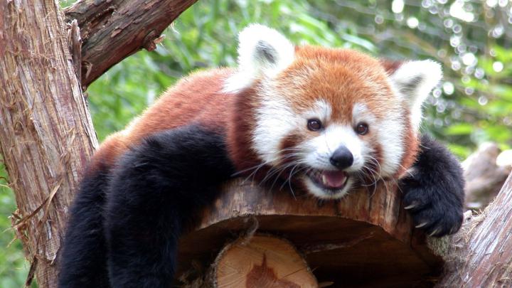 Download Wallpaper 1920x1080 red panda, branches, trees, lie down, face 
