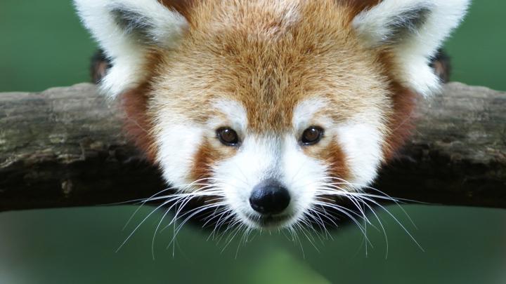Download Wallpaper 1920x1080 red panda, branch, animal, panda Full HD 