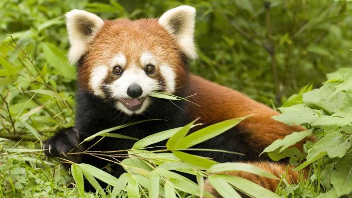 Download Wallpaper 1920x1080 red panda, sitting, panda, fluffy Full HD 