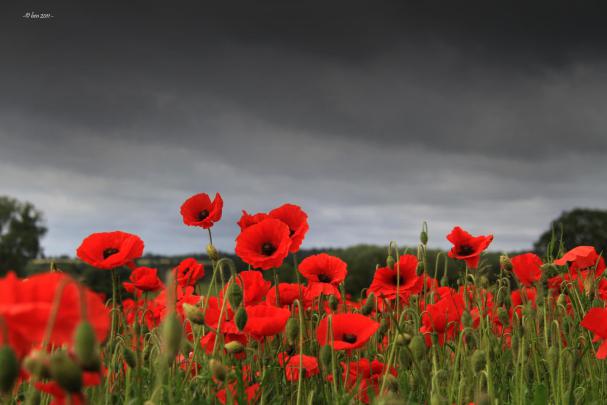 Field of Poppies Wallpaper (50+ images)