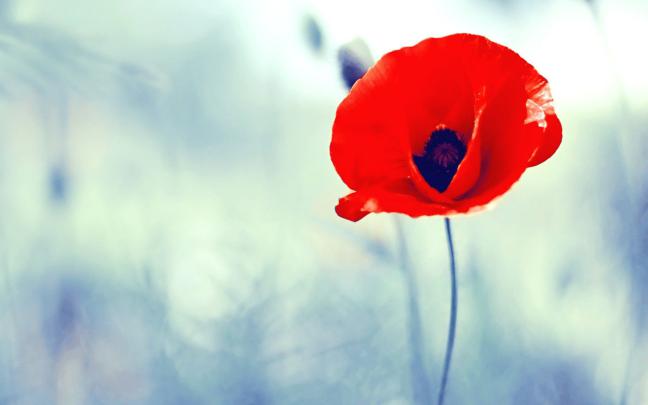 Poppy Flower Computer Wallpapers - Top Free Poppy Flower Computer 