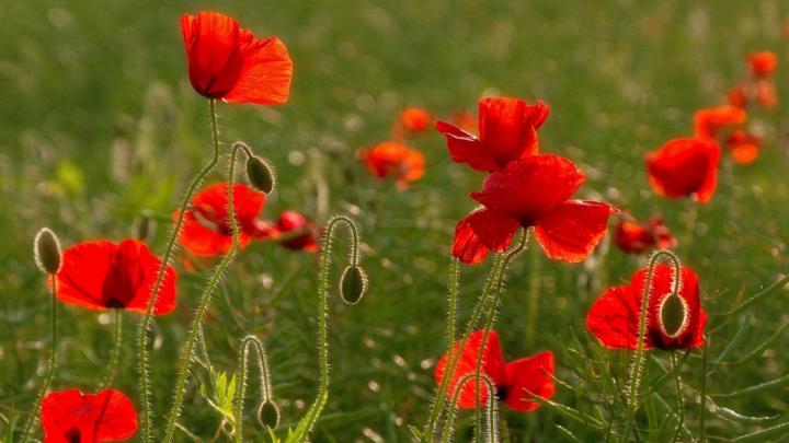 Field of Poppies Wallpaper (50+ images)