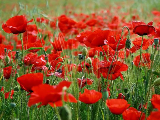 Poppy Flower Computer Wallpapers - Top Free Poppy Flower Computer 