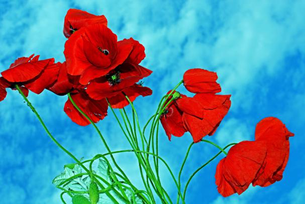 Poppy Flower Computer Wallpapers - Top Free Poppy Flower Computer 
