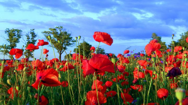 Poppy Flower Computer Wallpapers - Top Free Poppy Flower Computer 