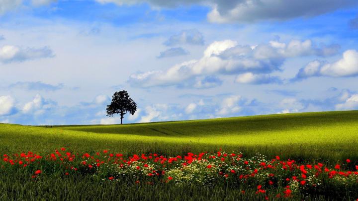 Field of Poppies Wallpaper (50+ images)