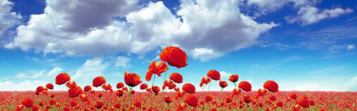 Field of Poppies Wallpaper (50+ images)
