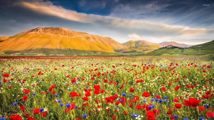 Field of Poppies Wallpaper (50+ images)