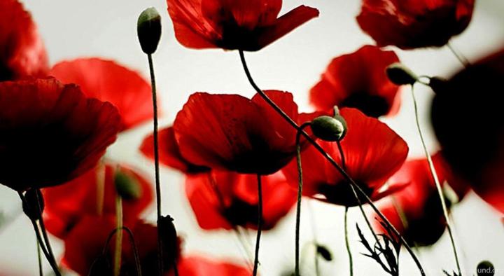 Poppy Flower Computer Wallpapers - Top Free Poppy Flower Computer 