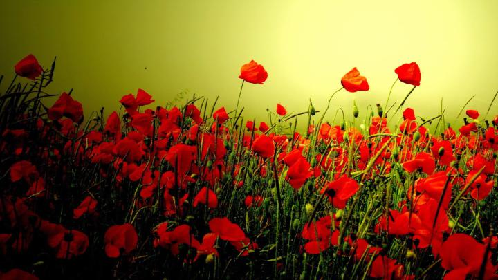 Poppy Flower Computer Wallpapers - Top Free Poppy Flower Computer 