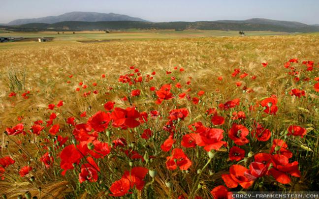 Field of Poppies Wallpaper (50+ images)