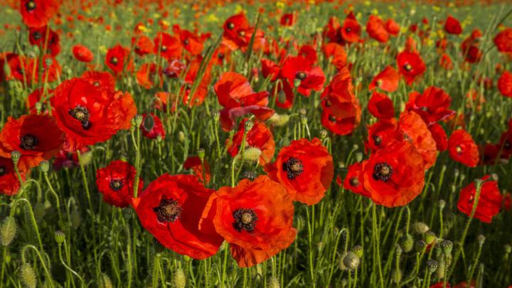 Field of Poppies Wallpaper (50+ images)