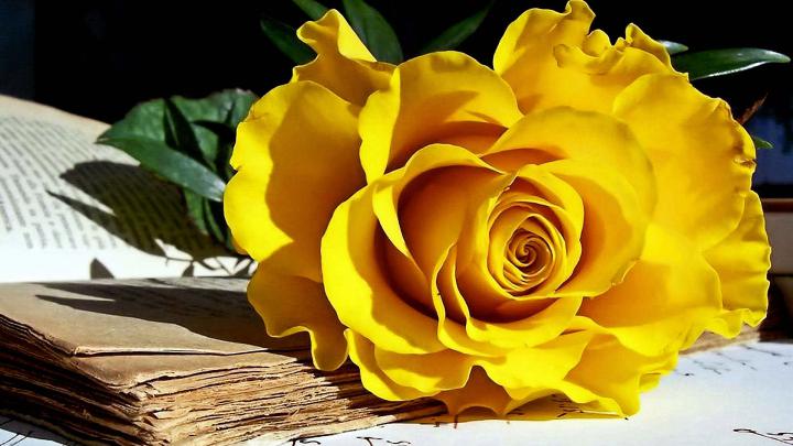 Yellow Rose Wallpaper 1920x1080