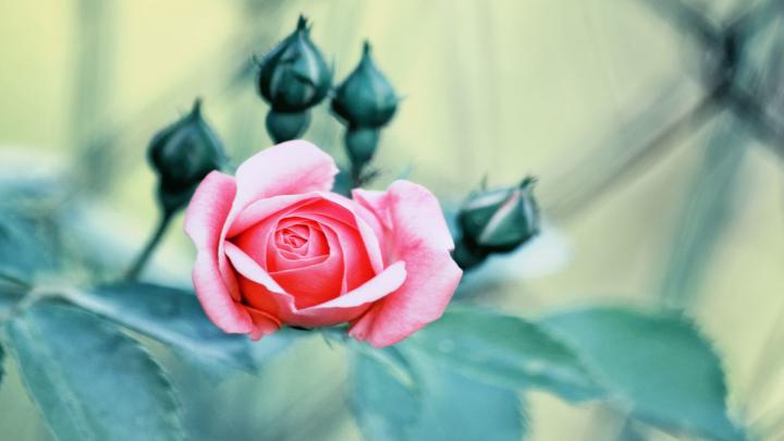 Rose HD Wallpaper | Background Image | 1920x1080 | 617083 