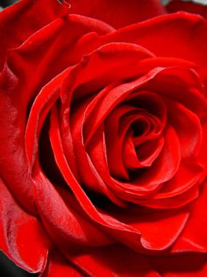 Free download Download Black And White Red Rose Wallpaper [1920x1080 