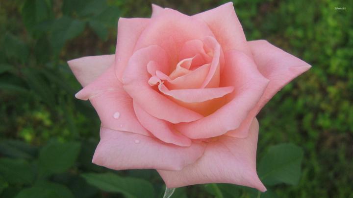 Pink Rose [2] wallpaper - Flower wallpapers - #291