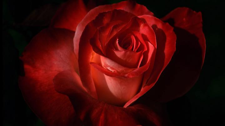 Rose Wallpaper. Red Roses