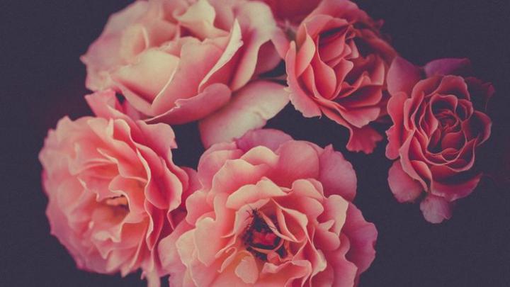 Roses [1920x1080] : wallpaper | Flower desktop wallpaper, Flower 