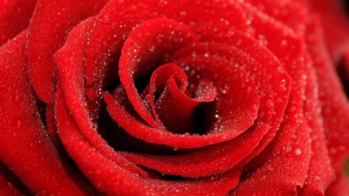 Red Rose Mac Wallpaper Download | AllMacWallpaper