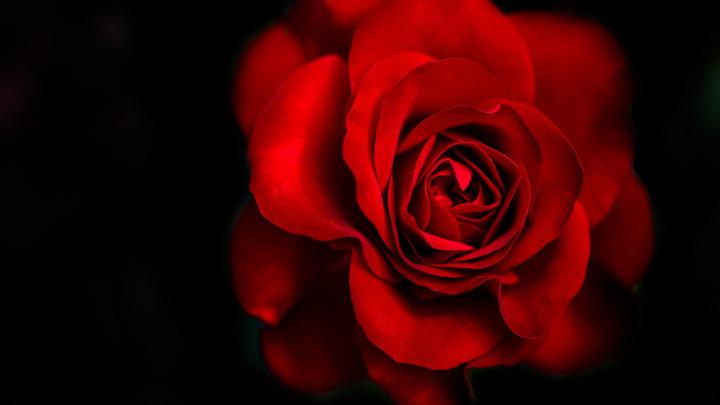 Red Rose 15 Wallpaper 2560x1600