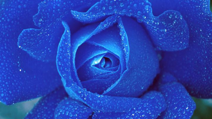 Blue Rose Drop Macro-Plant photography Wallpaper Preview | 10wallpaper.com