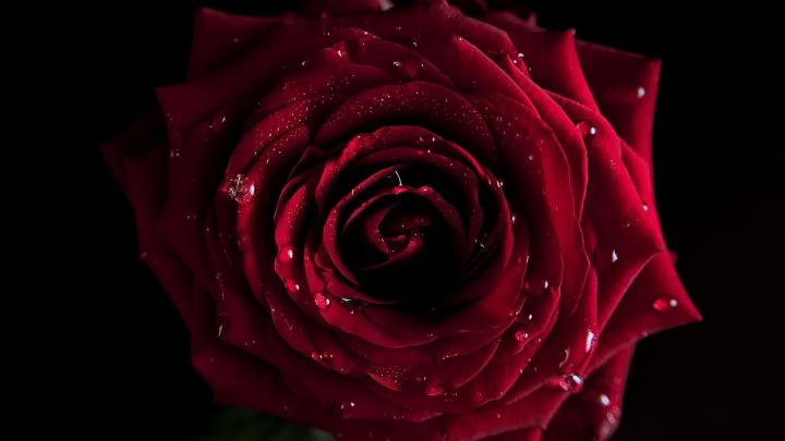 Black and Red Rose Wallpaper (63+ images)