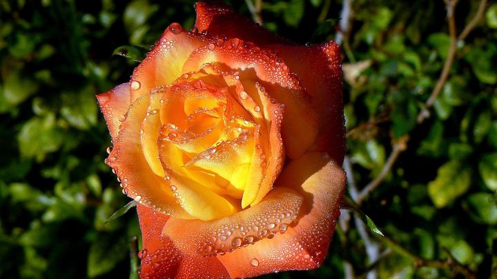 Circus rose wallpaper | AllWallpaper.in #15501 | PC | en
