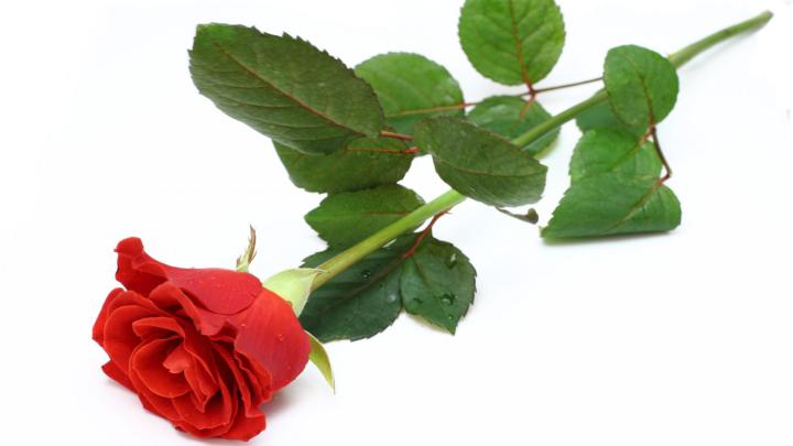Red Rose 23