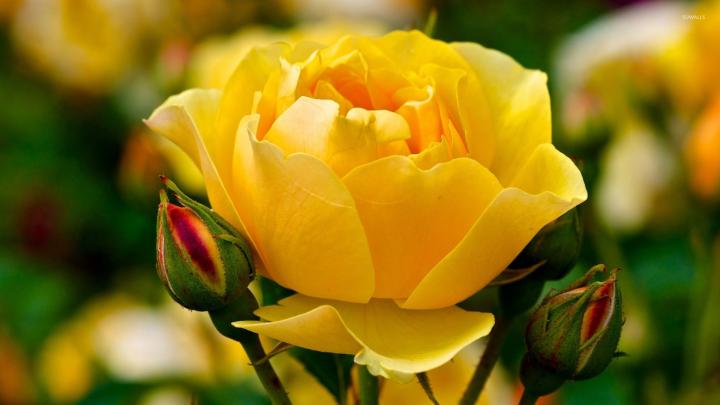 Yellow rose [2] wallpaper - Flower wallpapers - #36658