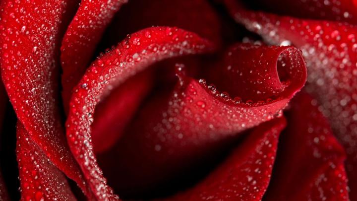 Download Wallpaper 1920x1080 rose, petals, wet Full HD 1080p HD 